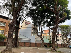 木麻黃老樹