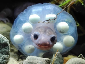 波堤獅