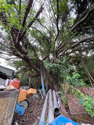 舊港島目前最早的雀榕樹