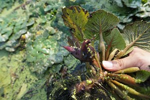 水下的菱角模樣