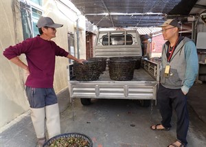 在官田購買菱角苗，右一為美濃湖水雉棲地主任陳柏豪