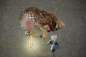 石虎路殺
