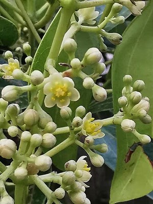 蘭嶼肉桂（Cinnamomum kotoense）