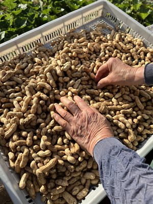 白膜花生（左）、紅膜花生（右）