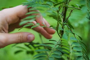 花蓮Dipit-復興無菸部落-木藍