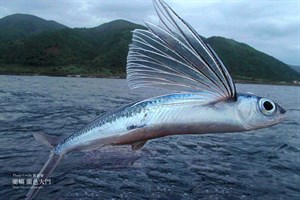 飛魚