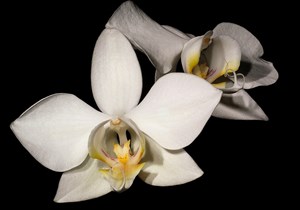 台灣蝴蝶蘭（Phalaenopsis formosana）