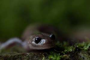 阿里山山椒魚