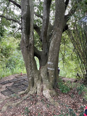 2鄰東坑彭家果園旁磚砌伯公_3