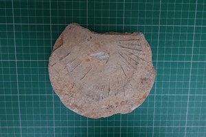 館藏唐代獸面紋瓦當背面