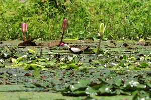 美濃湖水雉棲地在大種苗池漫步