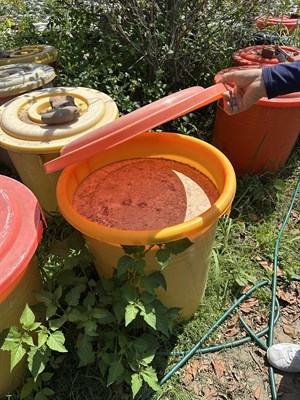 芽孢桿菌