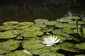 曹公圳生態