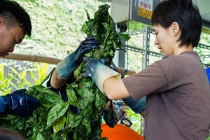 花蓮Dipit-復興無菸部落-打藍