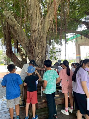 0930南寮國小校園老榕樹