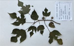 跟著河流去旅行-植物標本diy