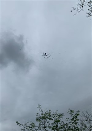 大武蜘蛛