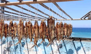 飛魚乾
