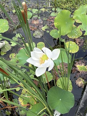 湖中蓮花