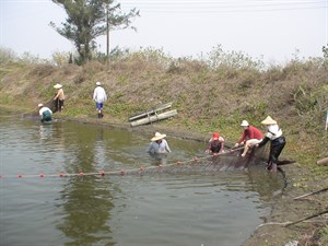 圍魚到岸邊