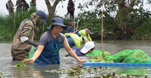 前往嘉義九穹埤進行水雉浮葉棲地復育
