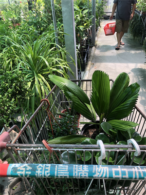 大溪花市