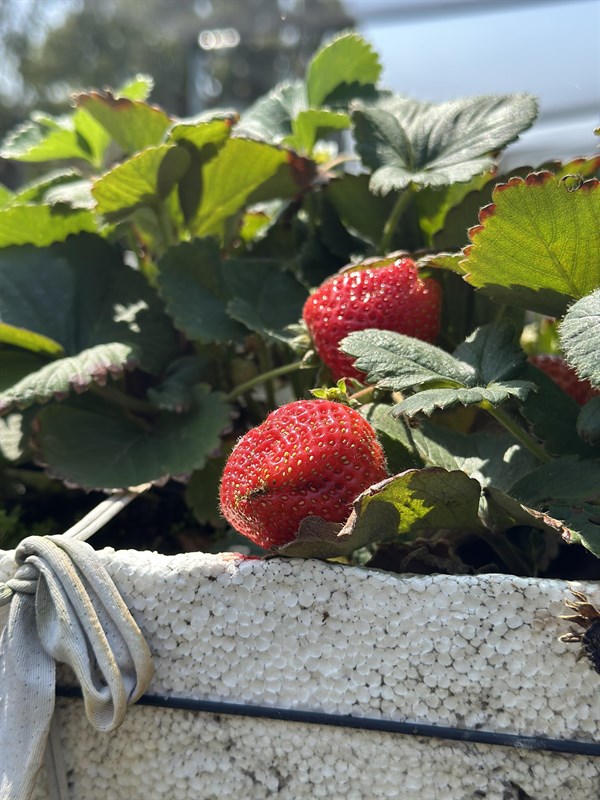台南草莓產業的秘辛-以大安有機草莓園為例
