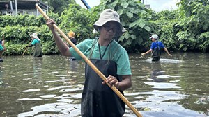 美濃湖水雉棲地副主任陳彥中