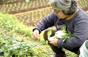 里民採收自種蔬菜