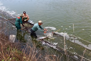 魚苖分格的目地有二:分大小、分散魚群