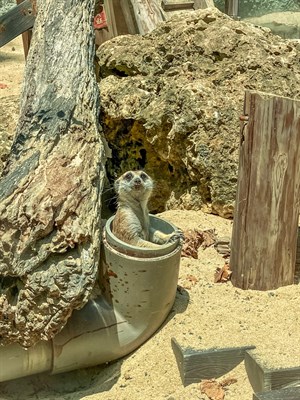 壽山動物園 狐蒙