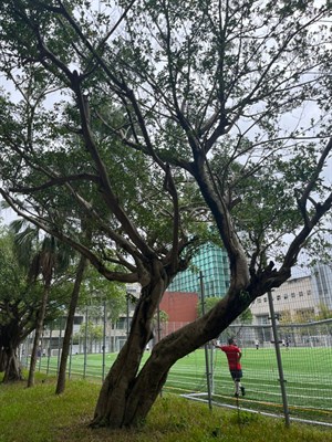 孟加拉榕