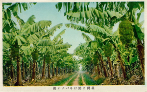 大日本印刷株式會社印製臺灣的香蕉園