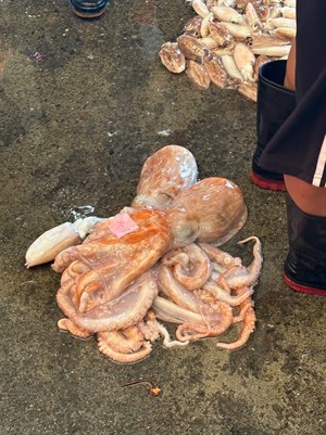 深海大章魚