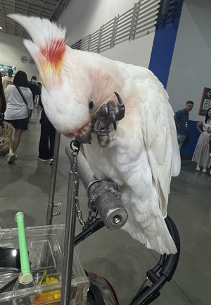 棄養鸚鵡
