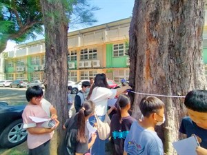 0930南寮國小健康中心木麻黃老樹