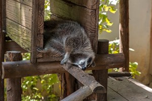 新竹市立動物園 浣熊