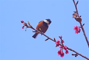 圖片來源：痞客邦