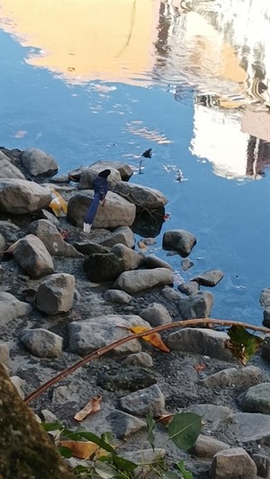 民享橋旁的台灣藍鵲