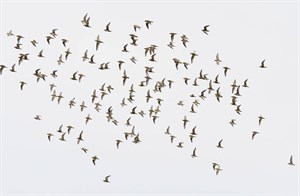 飛行中的金斑鴴。(攝影/林毓恩)