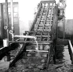 戰後鳳梨工廠流水線