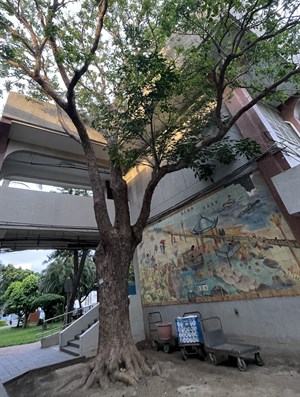 茄苳老樹