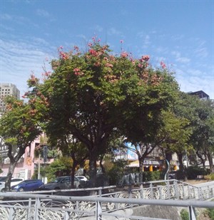 自立街旁河岸樹木－台灣欒樹