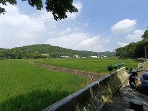 楓樹坑
