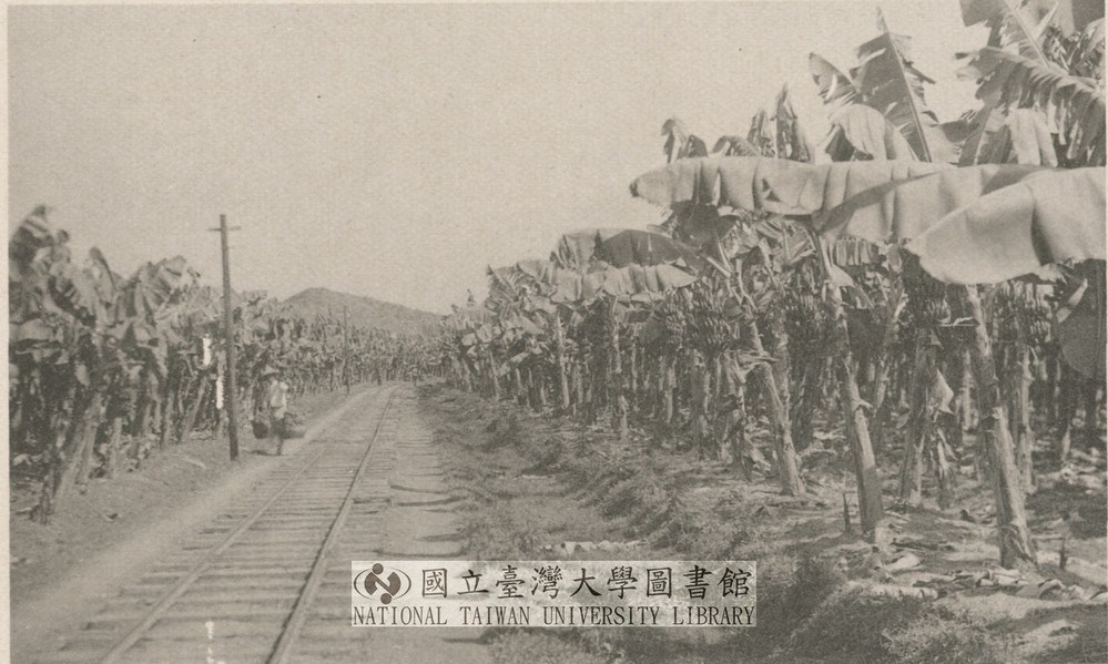 高雄旗山–香蕉產業