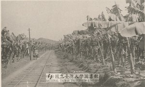 芭蕉栽培圖