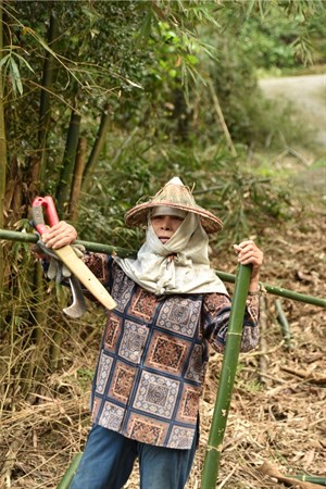 木梓社區葉銀菊上山砍竹 