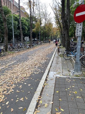 桃花心木落葉(桃花心木道)