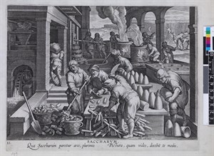 1580-1605年間創作的版畫，標題為《SACCHARUM》(意即「糖」，亦為甘蔗的屬名）