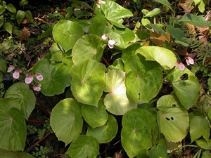 蘭嶼秋海棠（Begonia fenicis ）